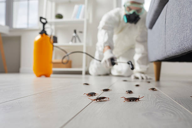 Post-Treatment Bed Bug Interceptor Monitoring in New Hope
